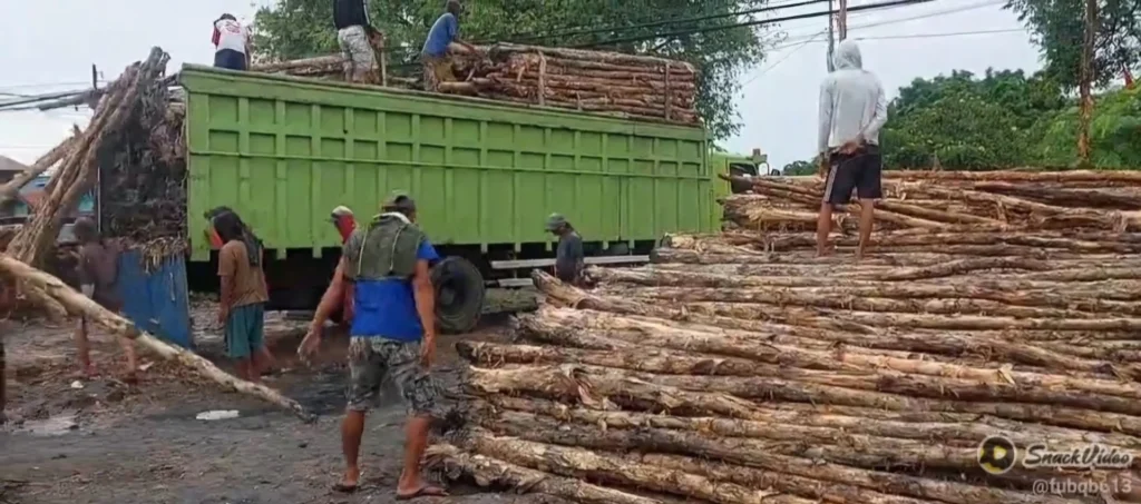 Jual Kayu Dolken Gelam Cianjur Harga Murah