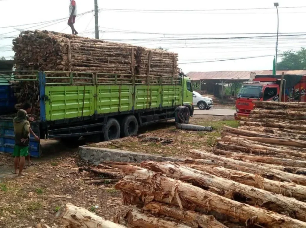 Jual Kayu Dolken Gelam Jakarta Utara Harga Murah