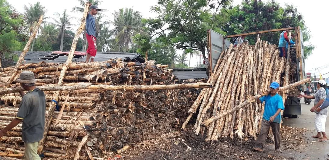 Jual Kayu Dolken Gelam Subang Harga Murah
