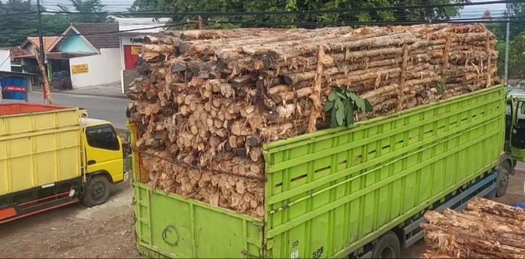 Jual kayu dolken gelam Boyolali