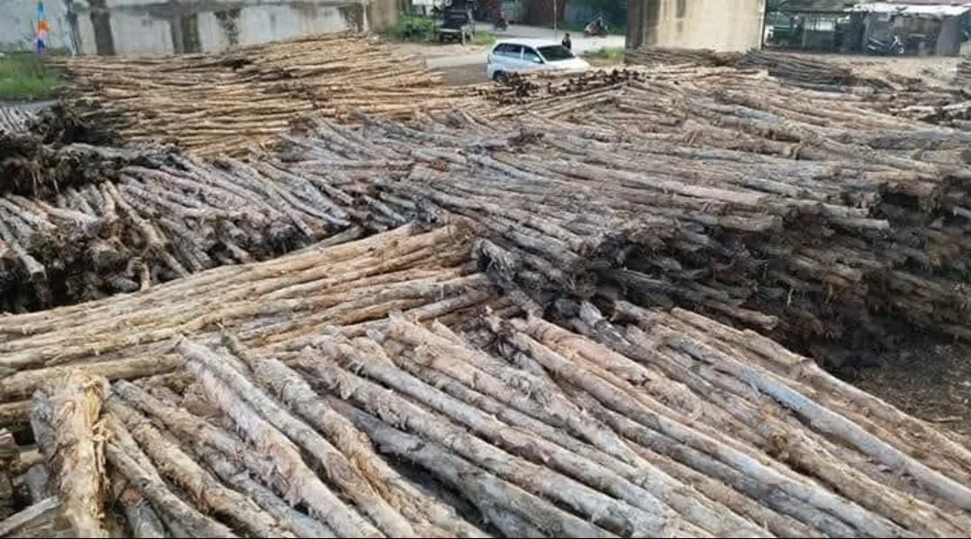 Jual kayu dolken gelam Brebes