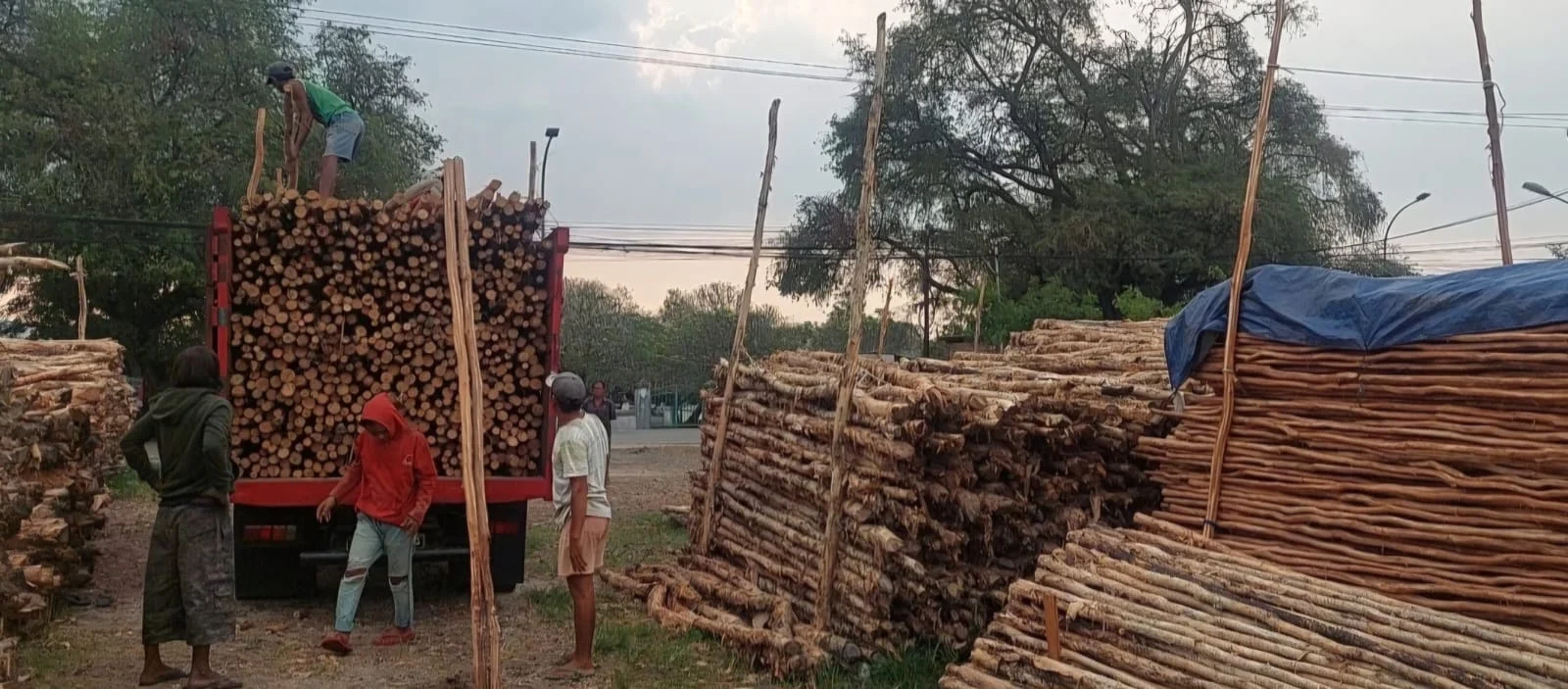 Jual kayu dolken gelam Pangandaran murah