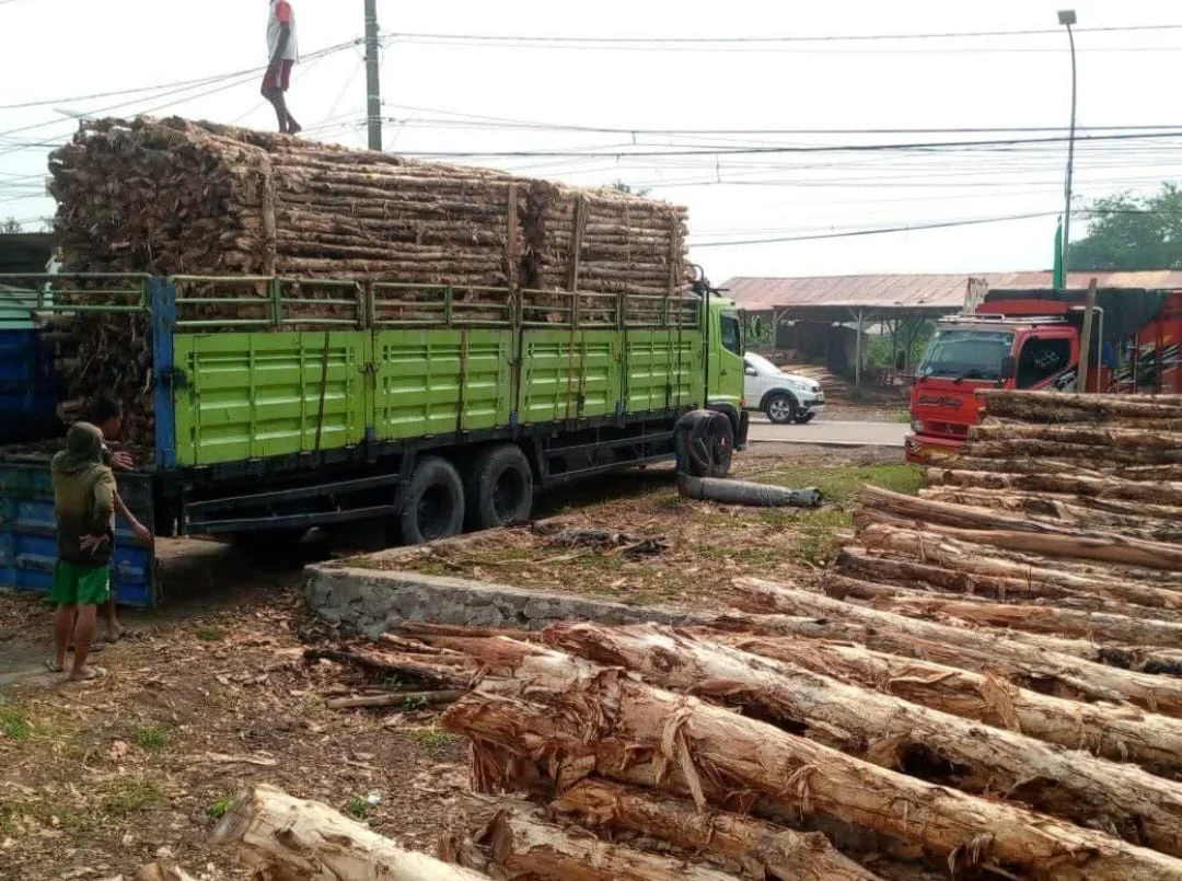 Jual kayu dolken gelam Sumedang