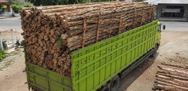Harga Kayu Dolken per Batang, Ukuran & Cara Pesan